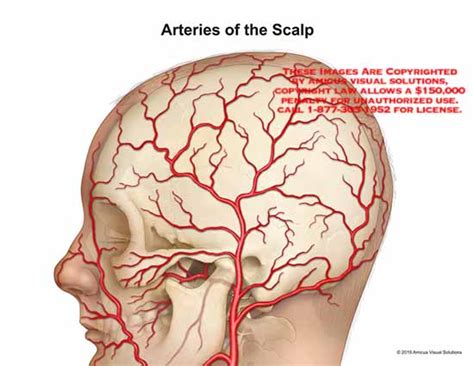 Arteries of the Scalp
