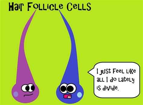 Daughter cells remain adhered together by middle lamella. Depending on what kind of cell, it might do mitosis more ...