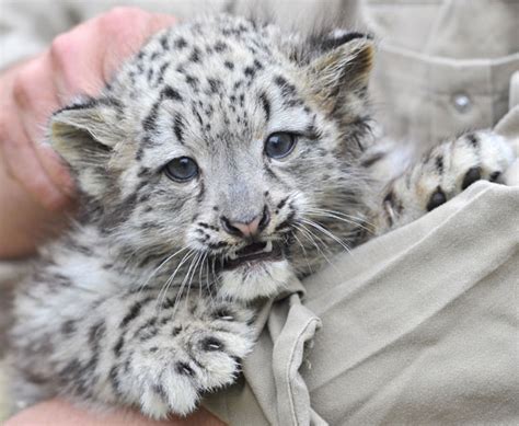 Pictures Of Baby Snow Leopards Popsugar Pets