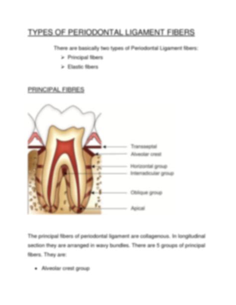 Solution Periodontal Ligament Studypool