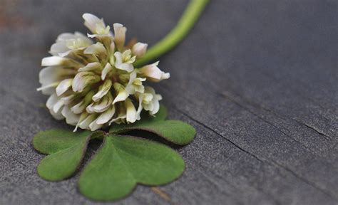 There are a lot of flowers you can eat. Foraging for Edible Wild Flowers