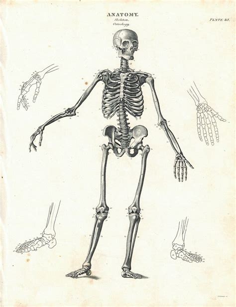 Learn about the human body and how its systems work together. Human Skeleton Drawing at GetDrawings | Free download