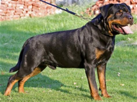Griffon bull terrier bulldog bullmastiff bully kutta cairn terrier cane corso cardigan welsh corgi catahoula cavachon cavador cavalier king charles spaniel. Rottweiler Breeders Directory - India