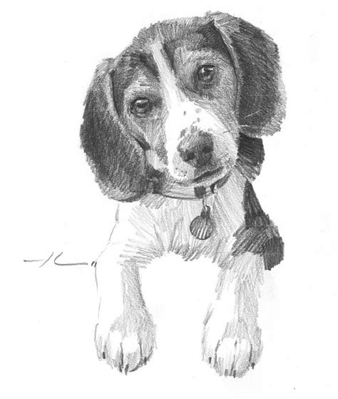 Beagle Puppy Pencil Portrait Drawing By Mike Theuer