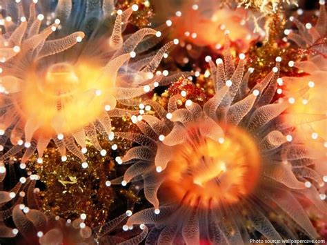 Interesting Facts About Sea Anemone Just Fun Facts