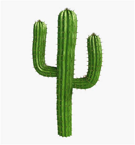 Saguaro Cactus Vector Cactus Png Transparent Png Kindpng