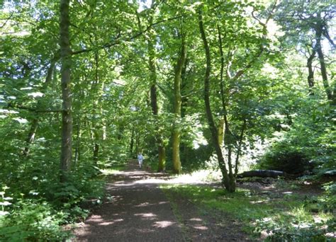 Childwall Woods And Fields 3rd June 2018 The Naturalists Notebook