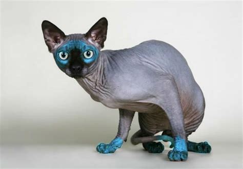 Sphynx Cat Hairless Breed Information Pictures And How To Take Care