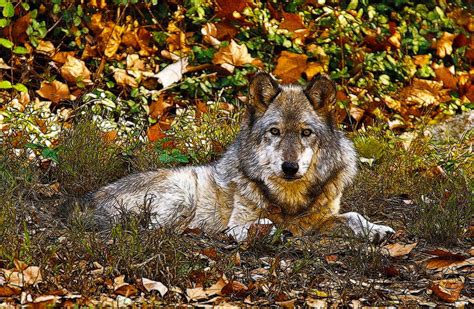 Gray Wolf In Autumn Photograph By Sandy Keeton Fine Art America