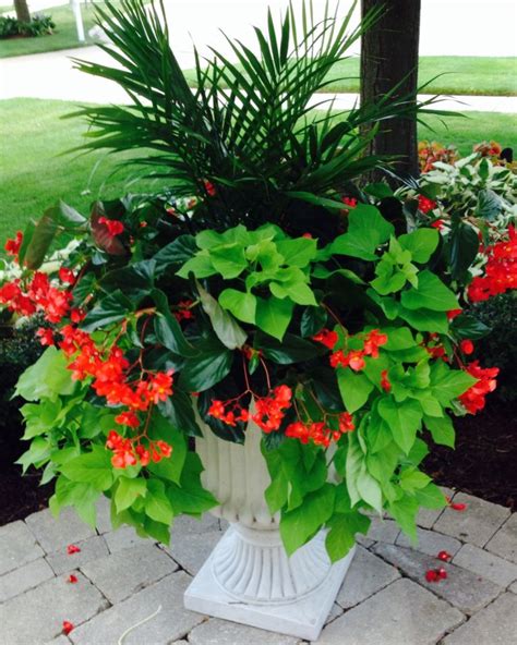 Summer Part Sun Planter In Suburban Chicago Red Dragon Wing Begonia