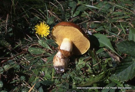 Maślak żółty, modrzewiowy | smaczna pyza. maślak zwyczajny - Encyklopedia Leśna