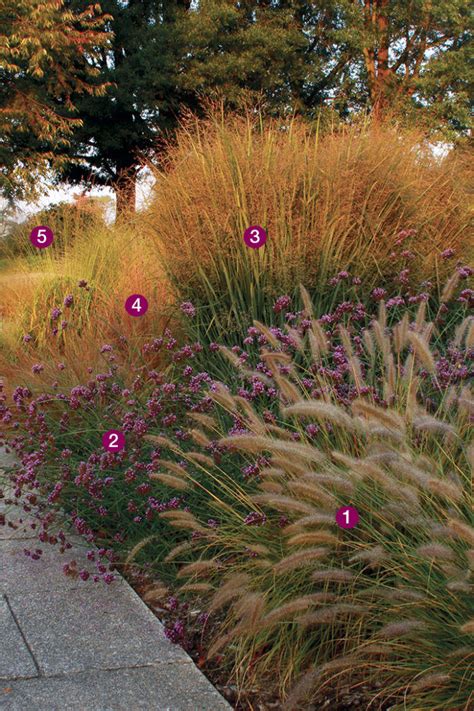 Great Combinations With Ornamental Grasses Finegardening