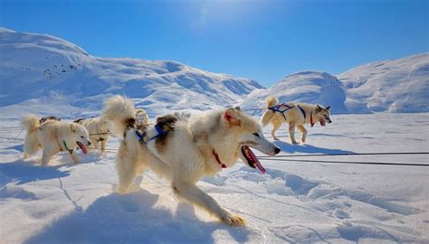 Greenland Sled Dogs Running In Greenland Dog Sledding Dogs Greenland