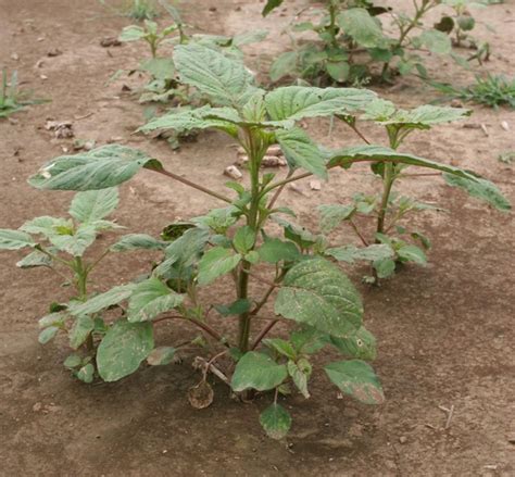 See full list on ipm.ucanr.edu Smooth Pigweed // Mizzou WeedID