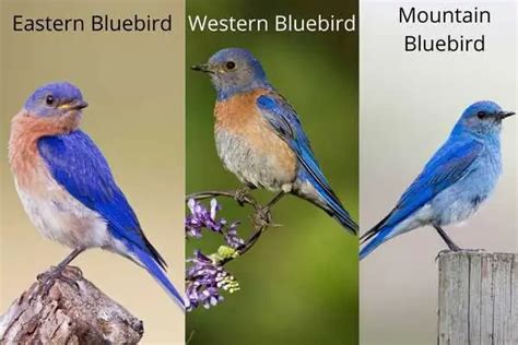 Bluebirds Vs Blue Jays Differences Bird Feeder Hub