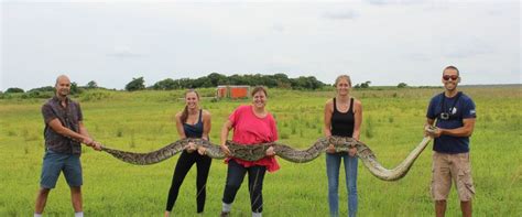 18 Foot Long Burmese Python Weighing 133 Pounds Caught In Florida