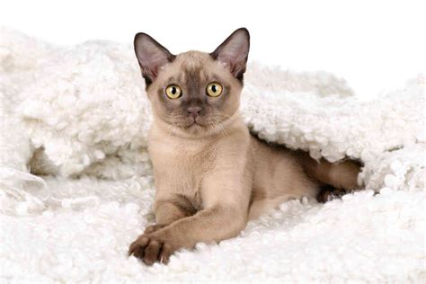 Burmese Cat Cat Breeds Informations Full Of Cats