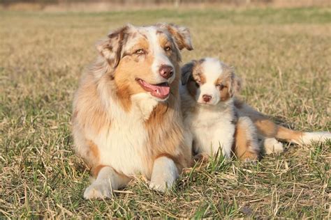 Red Merle Australian Shepherd Puppies For Sale They Will Need Their