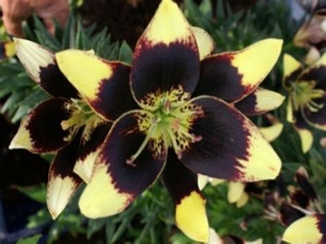 Asiatic Lily Easy Dance Lily Yellow Purple Maroon Bloom Etsy