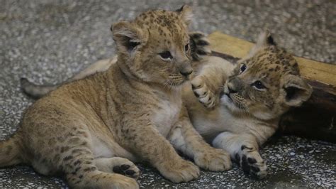 Cute Alert African Lion Cubs Stumble Through First Public Appearance