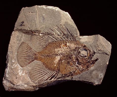 Fossil Fish Photograph By Natural History Museum Londonscience Photo