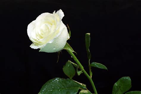 Gambar mawar bunga mawar sumber : Kumpulan Gambar Bunga Mawar Putih yang Cantik & Indah:Blog Bunga