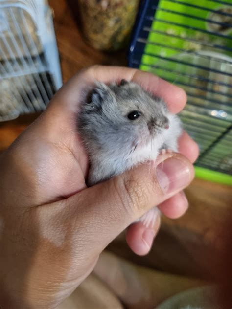 Short Dwarf Hamster Baby Hamsters Adopted 2 Years 11 Months Winter