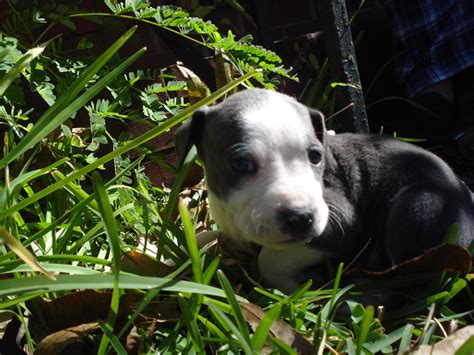 Price is negotiable for quick sale. Raising Toot and Roxy: 5 weeks old pitbull puppies