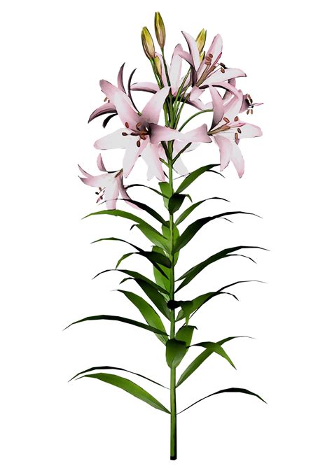 Easter Lilies Png Transparent Image Png Arts
