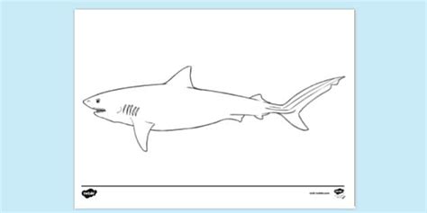 Free Tiger Shark Colouring Page Professor Feito