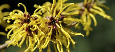 Witch Hazel How To Use It To Clear Up Your Skin Fast Dr Axe
