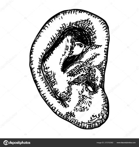 Human Ear Anatomy Body Part In Engraved Hand Drawn Style Styliz Stock