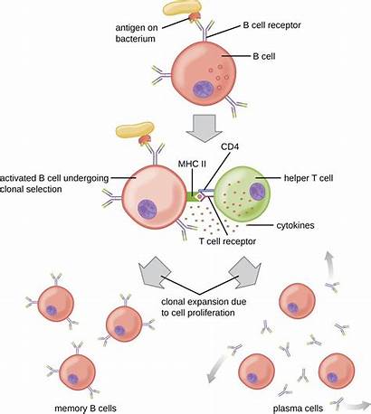 Cells Cell Activation Lymphocytes Immune Antibody Immunity