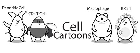 Immune Cell Cartoons Macrophage Dendritic Cell T Cells And B Cell