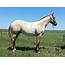 2016 Red Roan Gelding  PRICE REDUCED