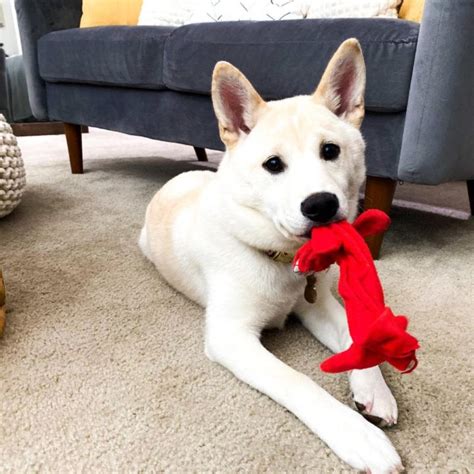 Shiba Inu Husky Mix Your Best Guide To An Adorable Hybrid