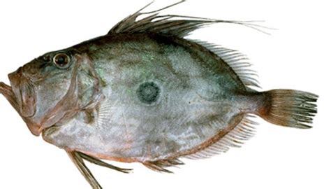 Ikan patin (pangasius sp.) merupakan salah satu jenis ikan air tawar populer. Membedakan Ikan Dori dan Ikan Patin saat Kuliner di ...