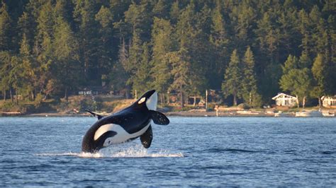 Where—and How—to See Whales And Orcas In The Puget Sound Area Curbed