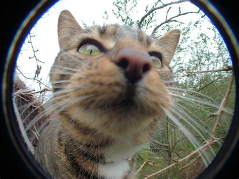 See Cats Through The Eyes Of Fish Love Meow