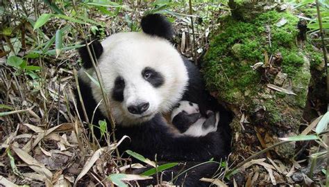 Wild Pandas Are Bouncing Back New Survey Suggests