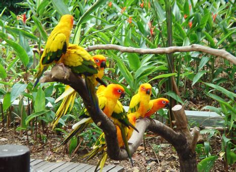 Table of bird names in malayalam with english and scientific names. Kumarakom Bird Sanctuary Kerala - Home to Peculiar ...