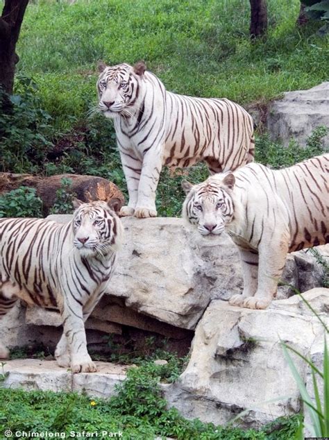 White Tigers Coat Linked To Pigment Gene Variant Huffpost