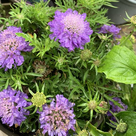 Scabiosa Japonica Blue Note Lay Of The Land Ltd