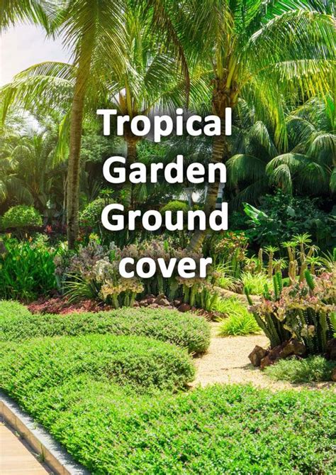 Tropical Garden Ground Cover With Palm Trees And Other Plants In The