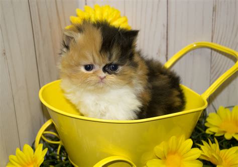 Past Kittens | Beautiful Persian Kittens For Sale in North Texas