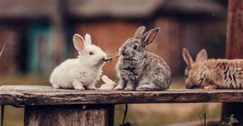 Bunny Lifespan How Long Do Bunnies Live Imp World