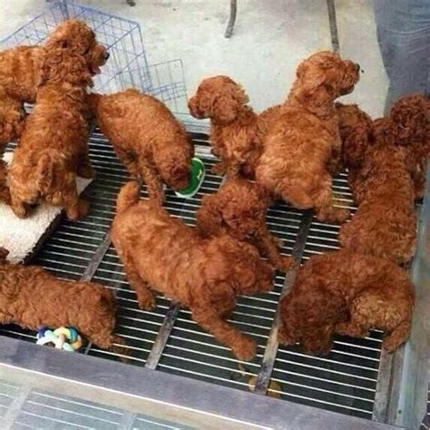 We're also on instagram and tumblr. These incredibly cute puppies look uncannily like fried ...