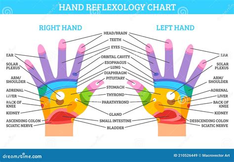 Hand Reflexology Chart Stock Vector Illustration Of Healthy 210526449