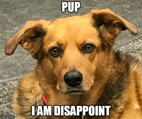 Pup I Am Disappoint Imgflip