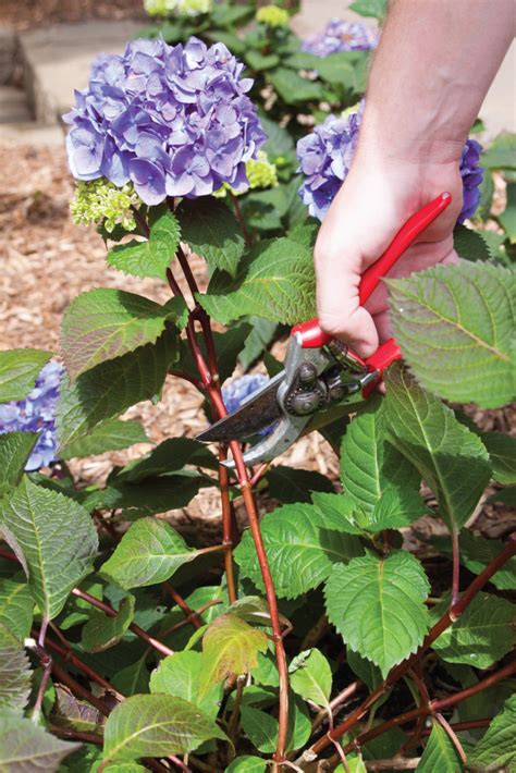 Hydrangea Planting And Care Endless Summer